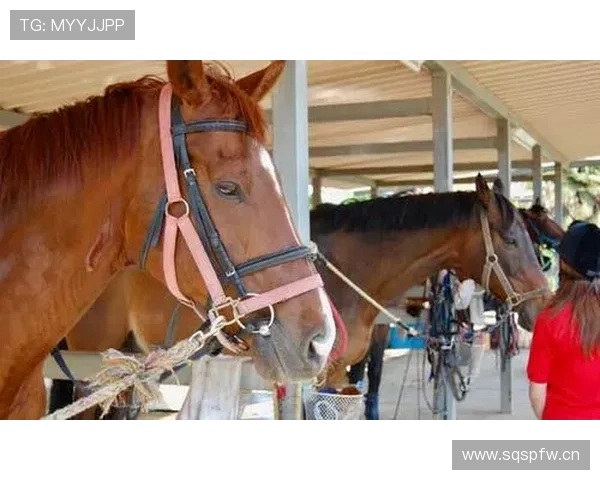 富里睡醒发现自家马场又多两匹新马，账单比对手血条还长